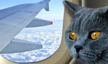 Кошка в самолете